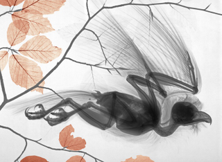 Illustration for article titled X-ray machines reveal the beautiful underworld of art